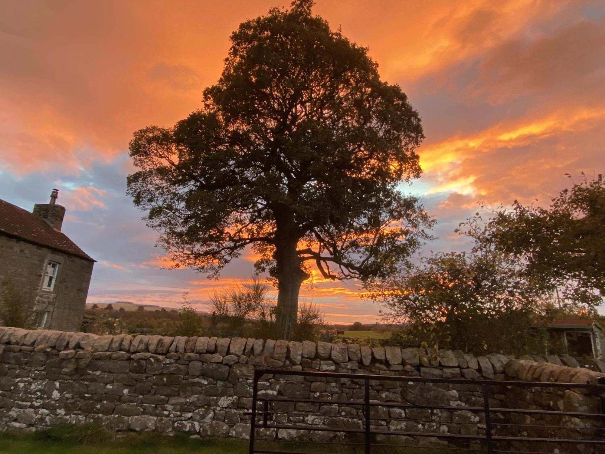 Wydon Farm Bed And Breakfast Haltwhistle Kültér fotó